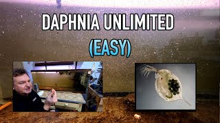 How I Raise Daphnia Water Fleas And You Can Too [upl. by Ailecec]