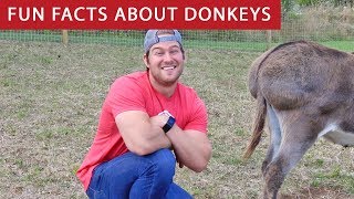 5 Fun Facts About Donkeys Ep 1 [upl. by Sharon49]