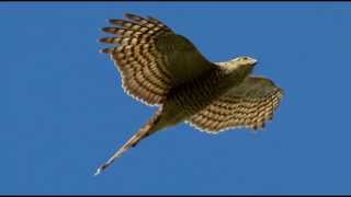 Sparrowhawk Bird Call Bird Song [upl. by Eiramanin349]