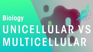 Unicellular vs Multicellular  Cells  Biology  FuseSchool [upl. by Inig82]