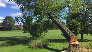 Tree Felling Compilation [upl. by Euqram]