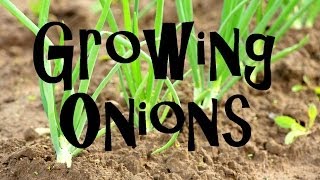 How to Plant Grow amp Harvest Onions from Start to Finish [upl. by Ladnek798]