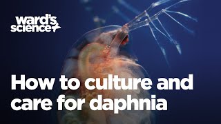 Caring and Culturing for Daphnia [upl. by Ahsenar]