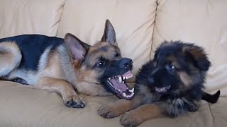 German Shepherd and Puppy Playing On Couch [upl. by Yeleak]