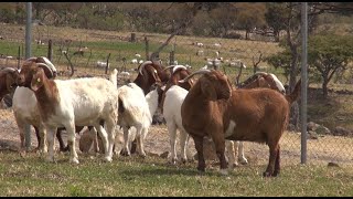 P114 Como organizar un criadero de cabras [upl. by Ondine]