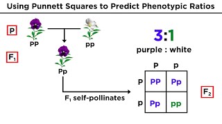 Mendelian Genetics and Punnett Squares [upl. by Vivianne]