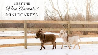 NEW FARM ANIMALS Miniature Donkeys and a Haflinger [upl. by Katee]