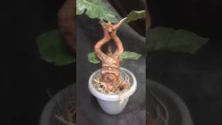 Screaming Mandrake Rootling [upl. by Jocko]