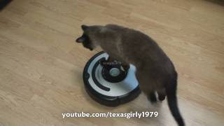 Cat shows HOW TO use iRobot Roomba Vacuum [upl. by Deeann326]