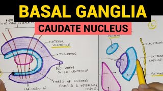 Basal Ganglia  1  Caudate Nucleus [upl. by Sumaes704]