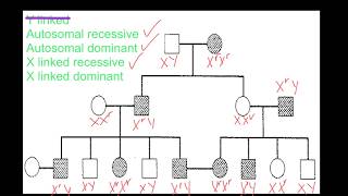 Pedigree Analysis [upl. by Beach]