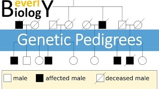 Genetic Pedigrees updated [upl. by Castara]