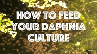 How To Feed Your Daphnia Culture [upl. by Major]