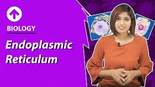 Endoplasmic Reticulum  CellStructure amp Function  Biology  Class 9 [upl. by Ardnasella]