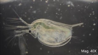 Daphnia magna under the Microscope [upl. by Landri]