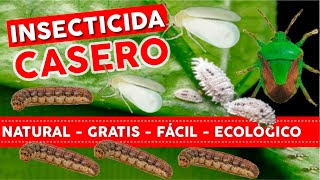 🔥100 NATURAL GRATIS y FACIL🐛 Insecticida Casero Para Plantas  Huerto y Jardin Ecológico [upl. by Yllier]