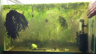 Scuds Daphnia Cherry Shrimp Copepods My aquatic food culture [upl. by Solotsopa713]