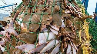 Amazing big catch fishing in the sea  Fastest Catch Hundreds Tons of Fish With Modern Big Boat [upl. by Anitsua725]