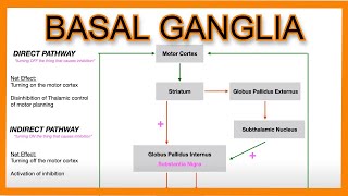 Basal Ganglia Direct vs Indirect Pathways [upl. by Alletse]