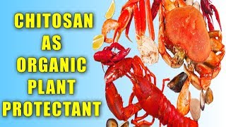 CHITOSAN AS ORGANIC PLANT PROTECTANT [upl. by Malamut121]