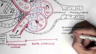 Nephrology  Kidney Physiology Overview [upl. by Kennard759]