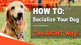 How to Socialize Your Dog  The RIGHT Way [upl. by Neelehtak]