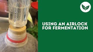 Using An Airlock For Fermentation [upl. by Arotak]