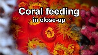 Coral feeding in closeup [upl. by Tri146]