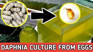 HOW TO HATCH DAPHNIA EGGS  HOW TO CULTURE DAPHNIA [upl. by Sieracki]