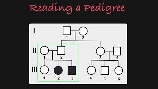 How to Read a Pedigree [upl. by Aniahs]