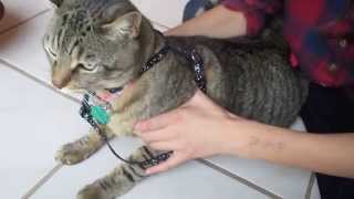 How To Put an quotHquot Harness on a Cat [upl. by Darooge212]