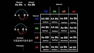 Genetics  Dihybrid Cross Example 2 [upl. by Llyrat779]