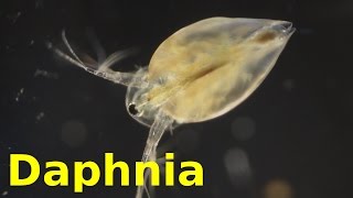 Daphnia [upl. by Ireland]