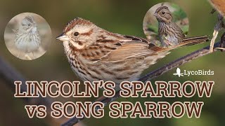 Lincolns Sparrow vs Song Sparrow Identification [upl. by Oinotnaocram]