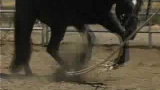 04 How to Hobble a Young Horse pt1 [upl. by Metzger]