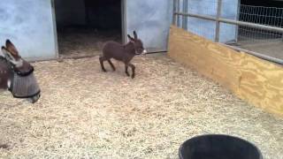 Adorable Baby Donkey [upl. by Francisco]