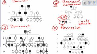 Interpreting Pedigree Charts [upl. by Ping317]