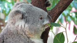 Koala Eating Eucalyptus Leaves [upl. by Lav397]