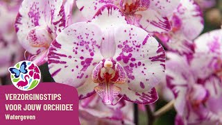 Verzorgingstips voor jouw orchidee  Watergeven [upl. by Nemrak444]