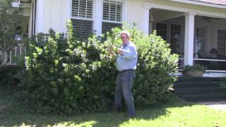 Pittosporum Shrub Trimming by Will Brown 2 [upl. by Bowes]