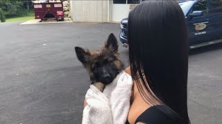 getting a german shepherd [upl. by Osanna26]