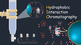 Hydrophobic interaction chromatography  HIC  Application of HIC [upl. by Server]