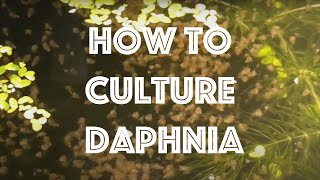 How To Culture Daphnia Magna [upl. by Nelon]