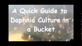 How to culture daphnia outside [upl. by Garaway502]