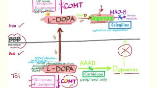 Parkinson’s Pharmacology  Neurology [upl. by Cortie]