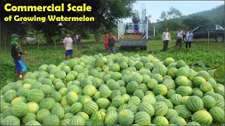 Paano magtanim ng PakwanWatermelon part 1 Land PrepPlantingIrrigationFertilization Guide [upl. by Jasik]