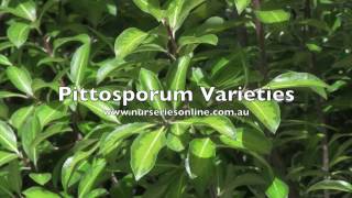 Pittosporum Hedging Plant Varieties [upl. by Ettenahc]