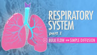 Respiratory System Part 1 Crash Course Anatomy amp Physiology 31 [upl. by Newman333]