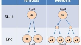 Mitosis vs Meiosis [upl. by Charleen]