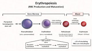 Normal RBC Physiology Including erythropoiesis [upl. by Grube]